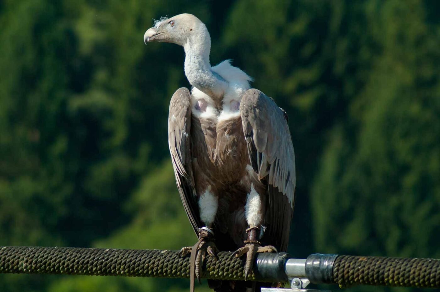 2016-09-08 - Greifvogelwarte Berlebeck