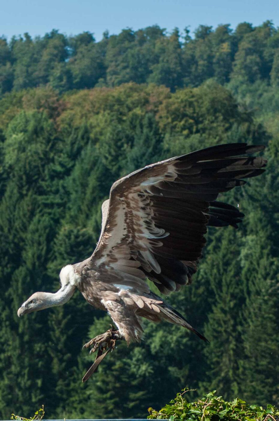2016-09-08 - Greifvogelwarte Berlebeck