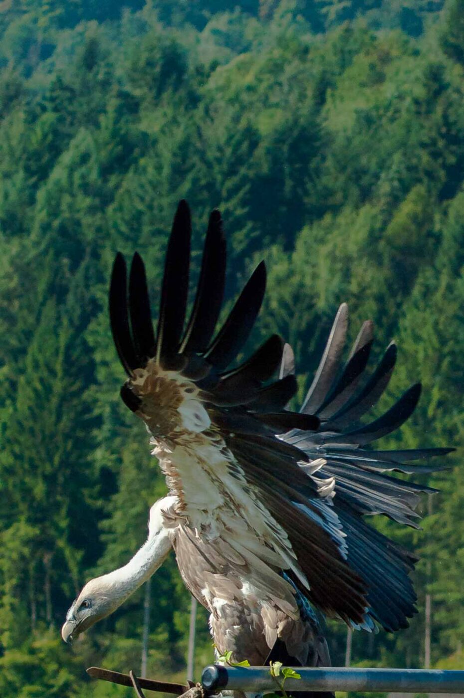 2016-09-08 - Greifvogelwarte Berlebeck