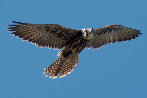 2016-09-08 - Greifvogelwarte Berlebeck