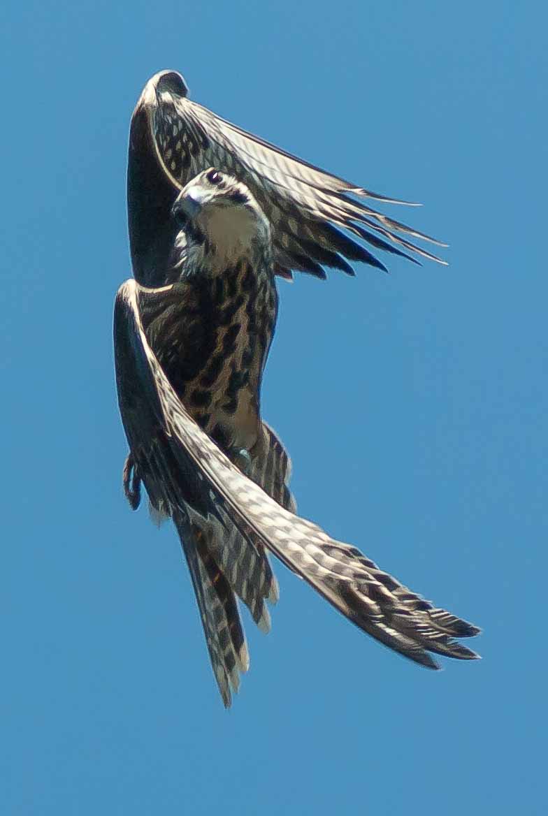 2016-09-08 - Greifvogelwarte Berlebeck