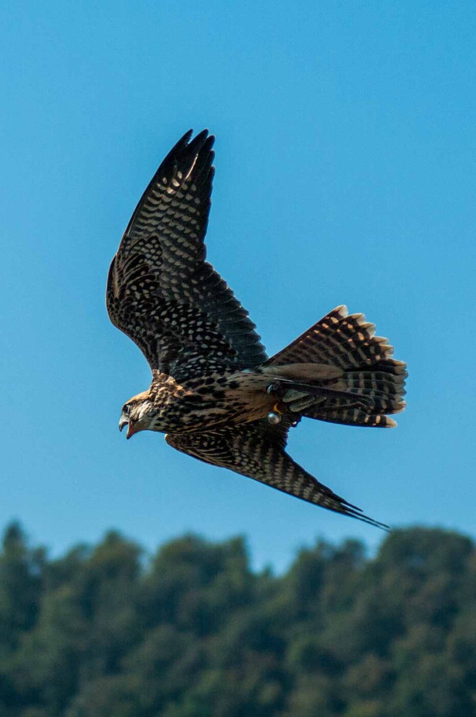 2016-09-08 - Greifvogelwarte Berlebeck