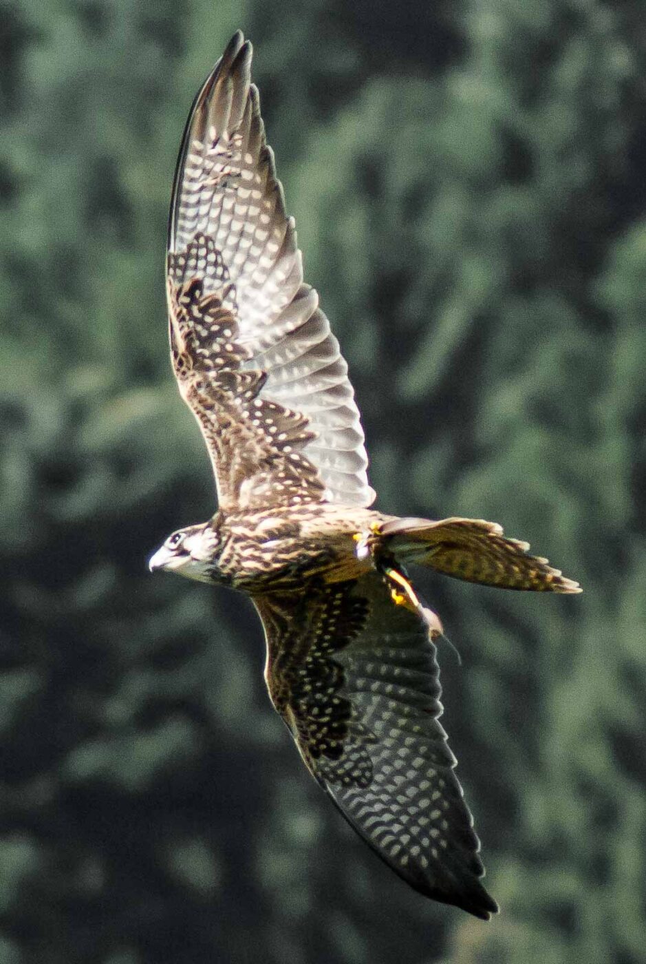 2016-09-08 - Greifvogelwarte Berlebeck