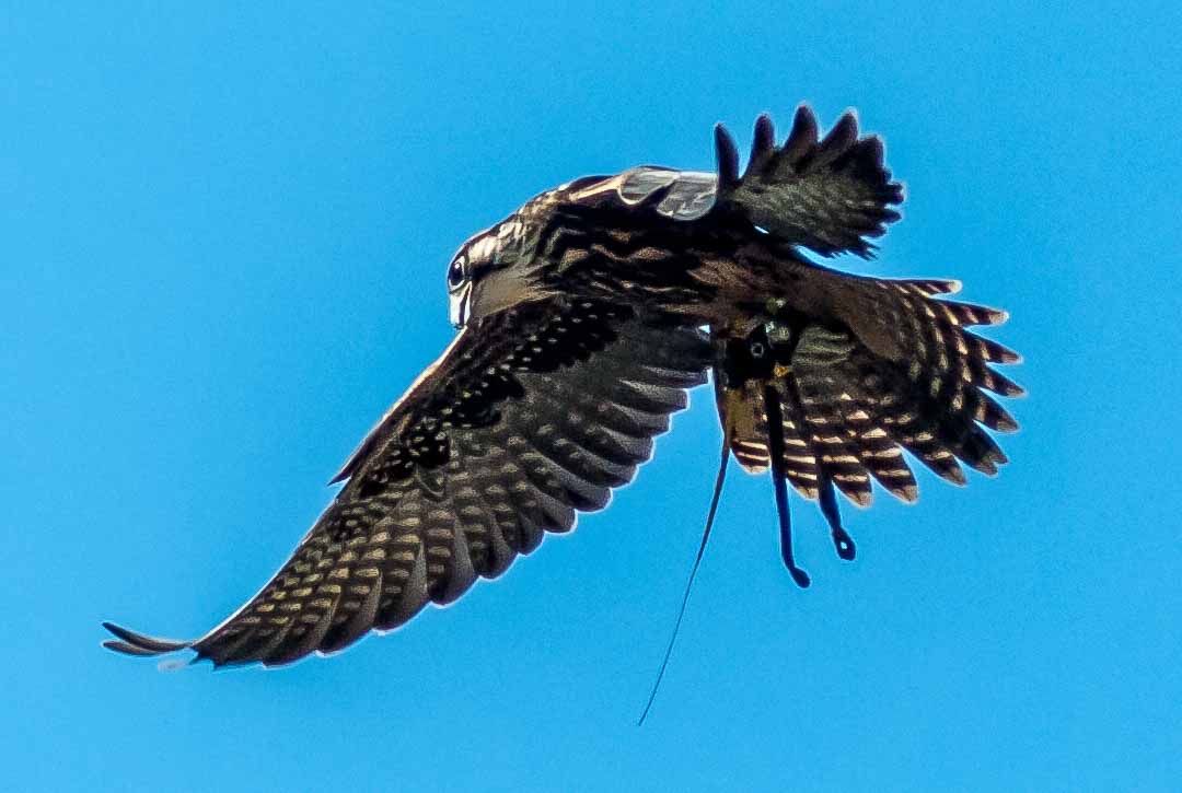 2016-09-08 - Greifvogelwarte Berlebeck