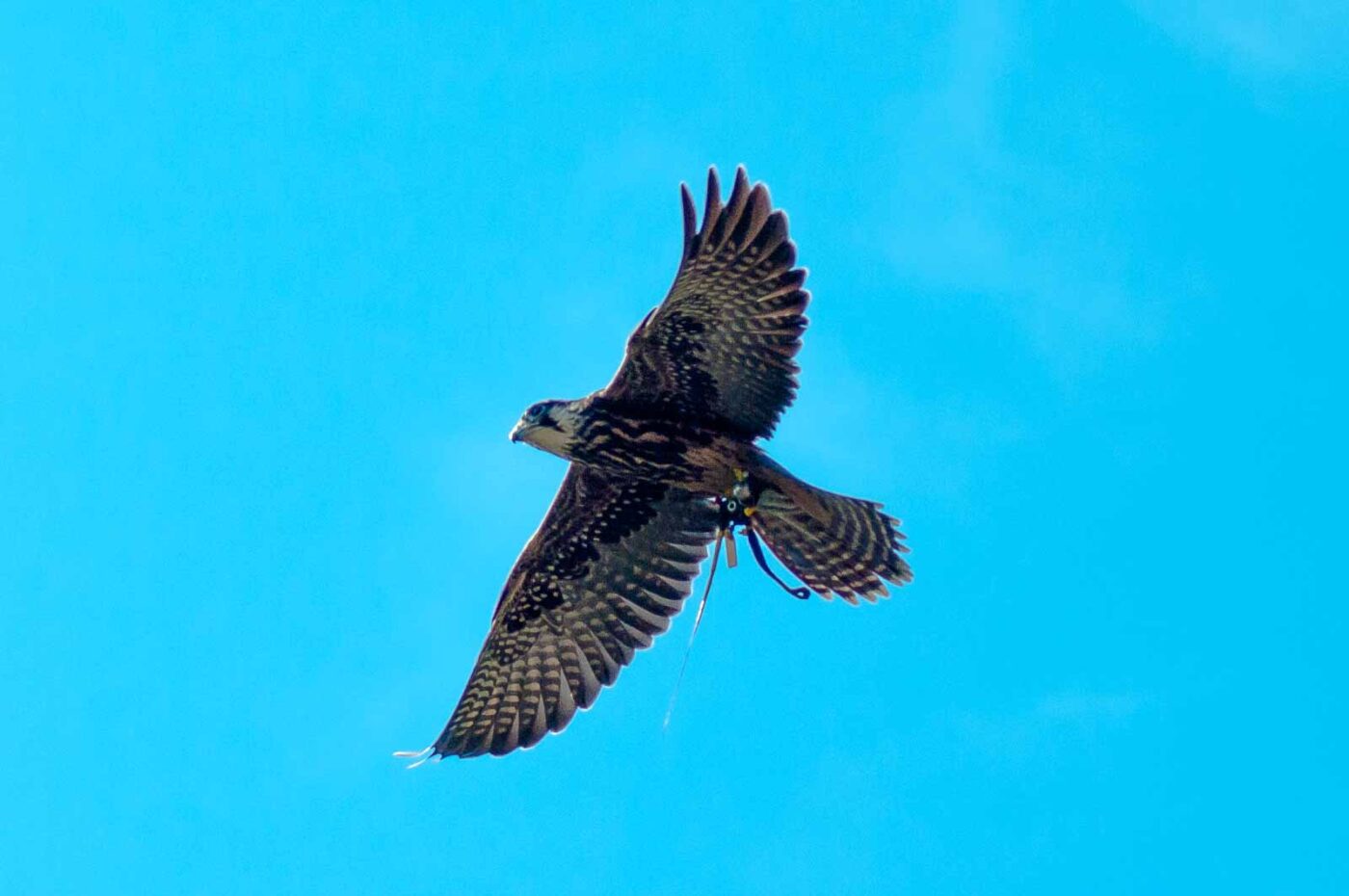 2016-09-08 - Greifvogelwarte Berlebeck