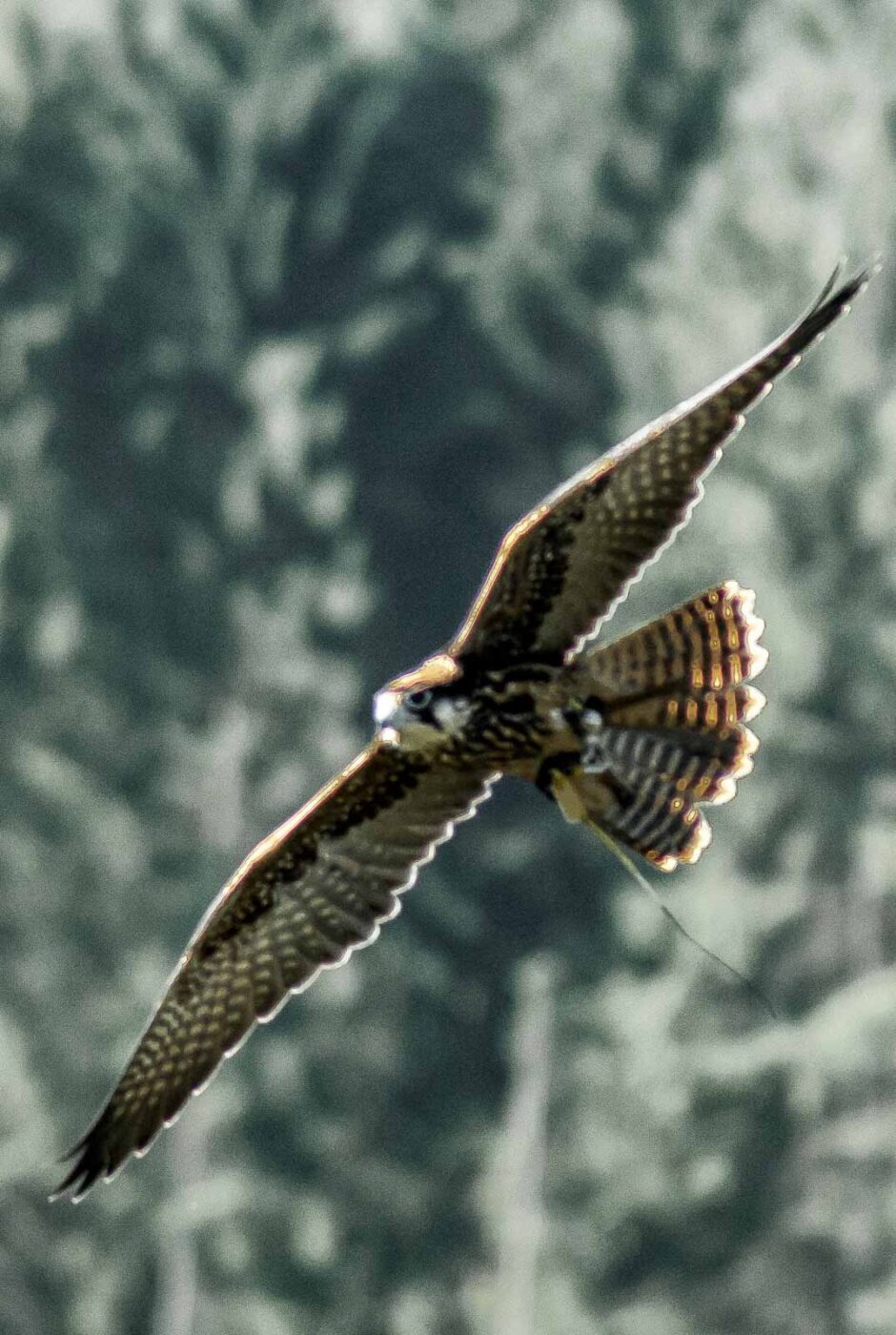 2016-09-08 - Greifvogelwarte Berlebeck