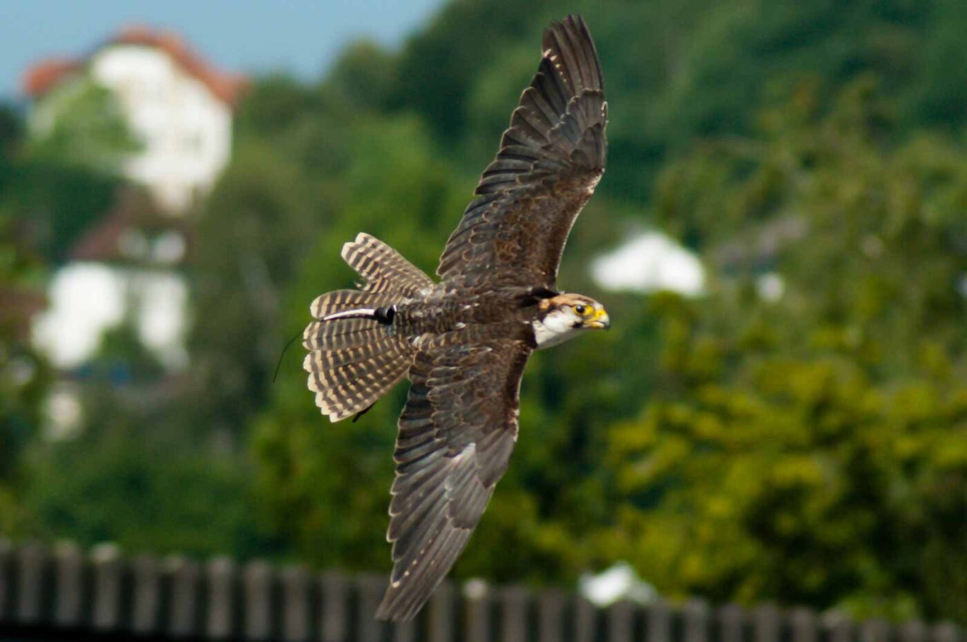 2016-09-08 - Greifvogelwarte Berlebeck