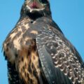 2016-09-08 - Greifvogelwarte Berlebeck