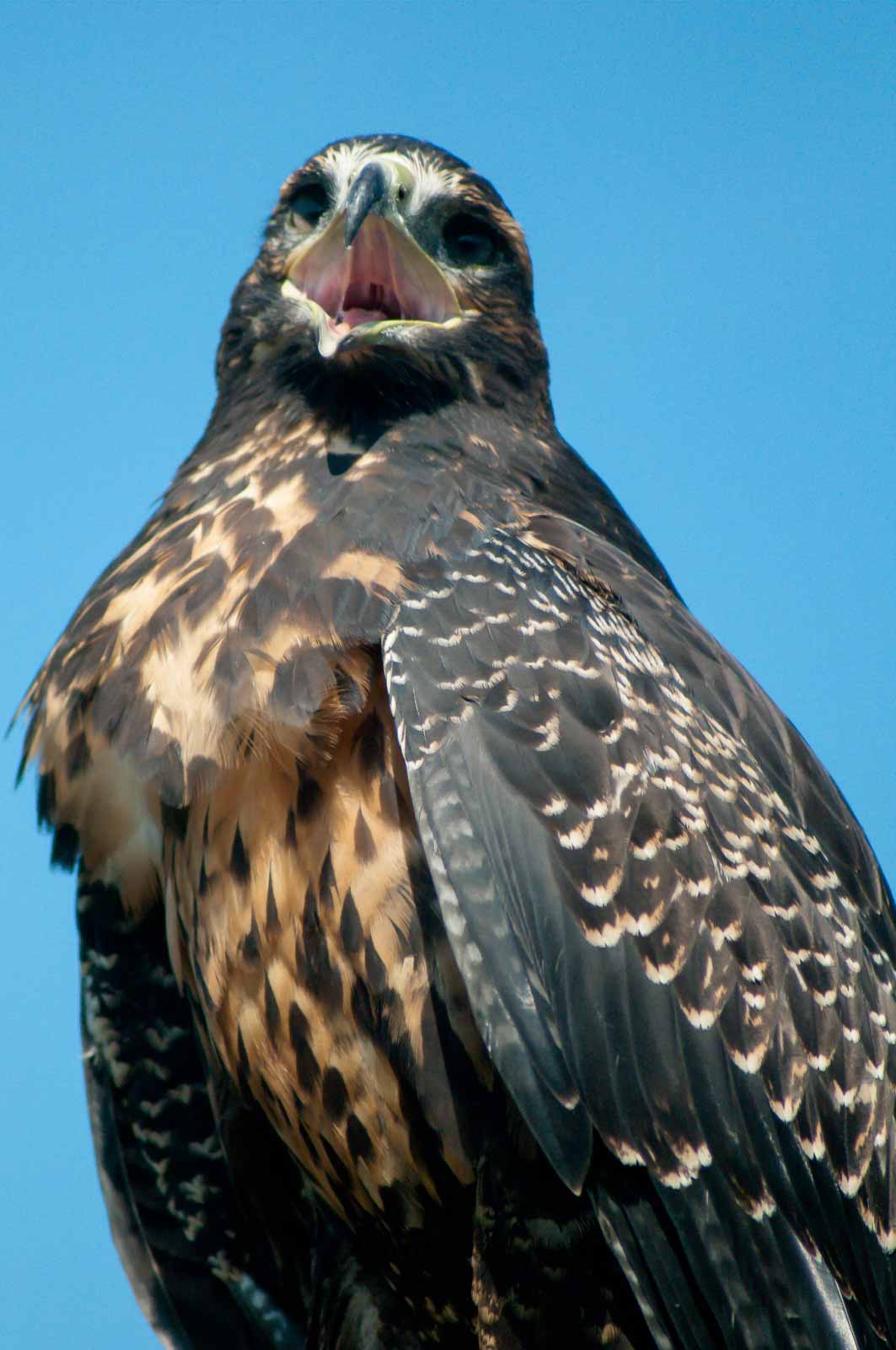 °blaubussard°