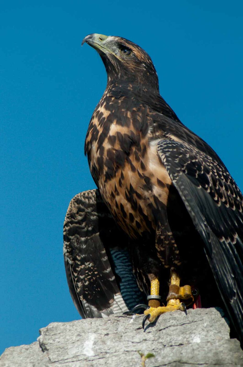 2016-09-08 - Greifvogelwarte Berlebeck