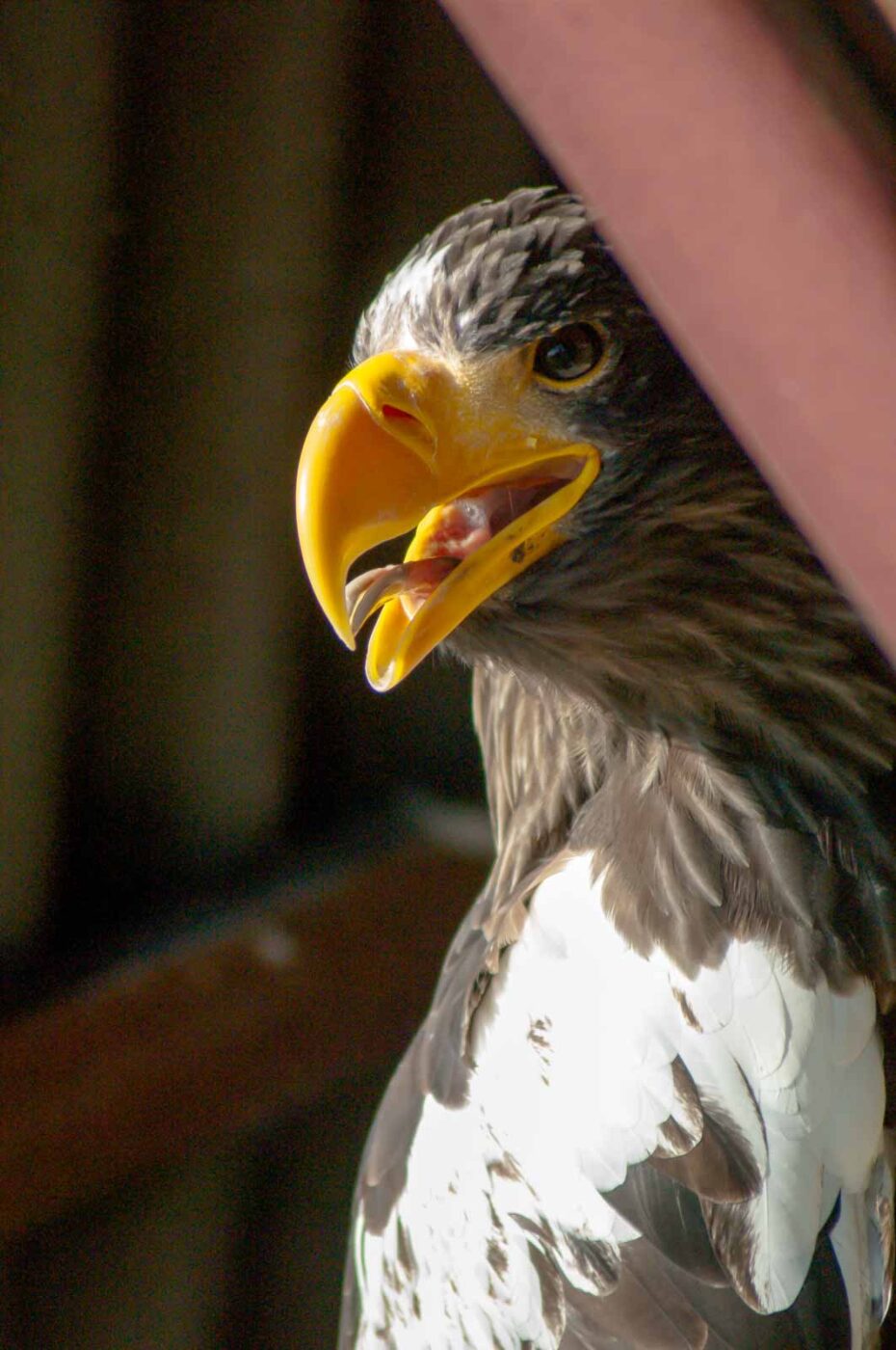 2016-09-08 - Greifvogelwarte Berlebeck