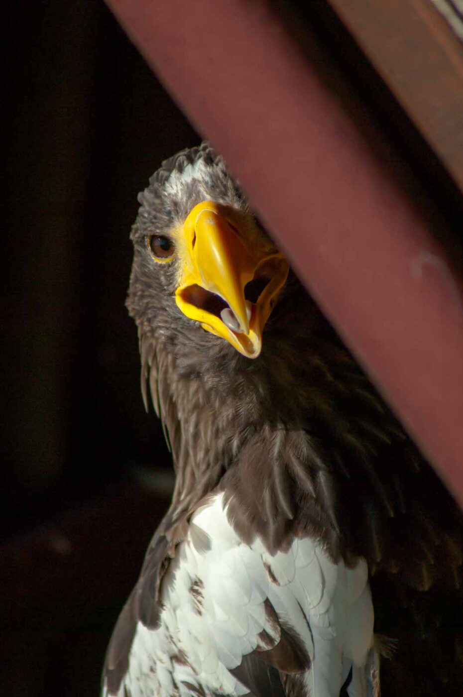 2016-09-08 - Greifvogelwarte Berlebeck