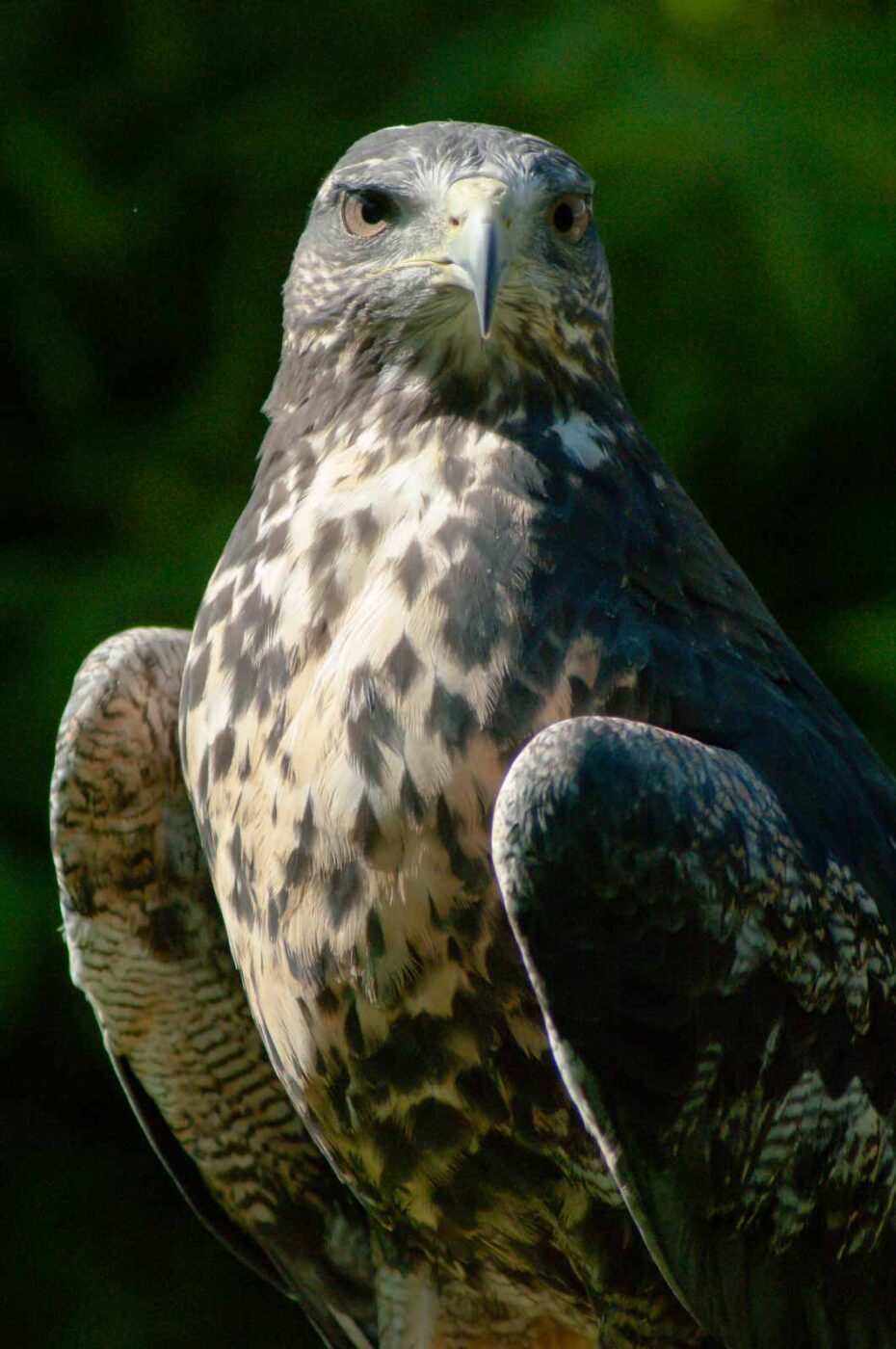 2016-09-08 - Greifvogelwarte Berlebeck