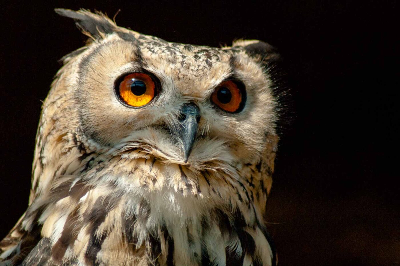 2016-09-08 - Greifvogelwarte Berlebeck