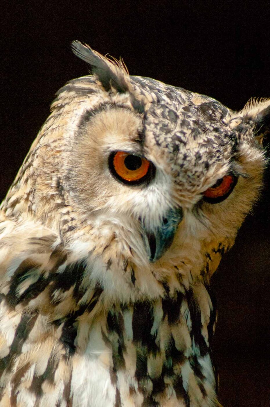 2016-09-08 - Greifvogelwarte Berlebeck
