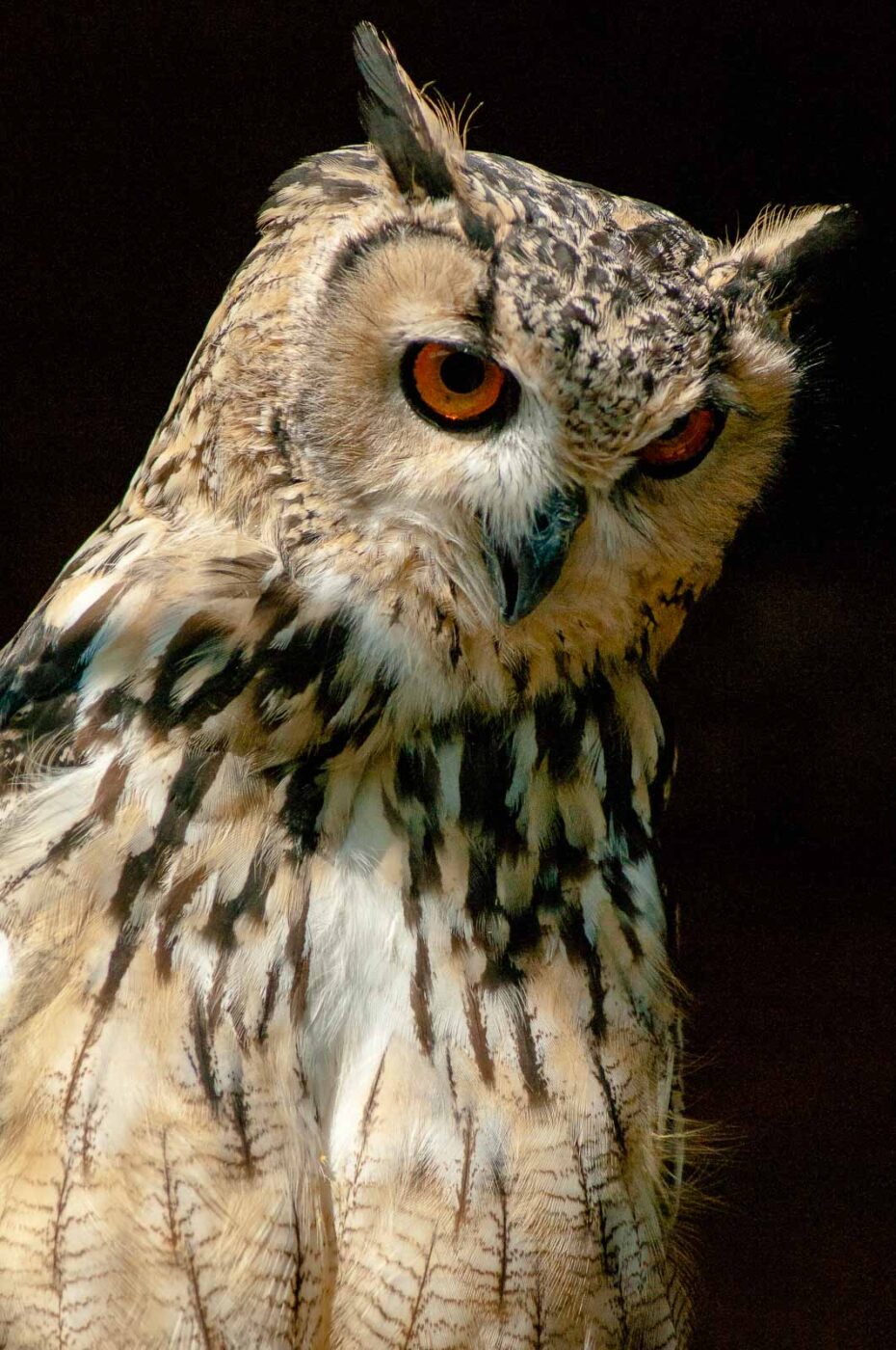 2016-09-08 - Greifvogelwarte Berlebeck