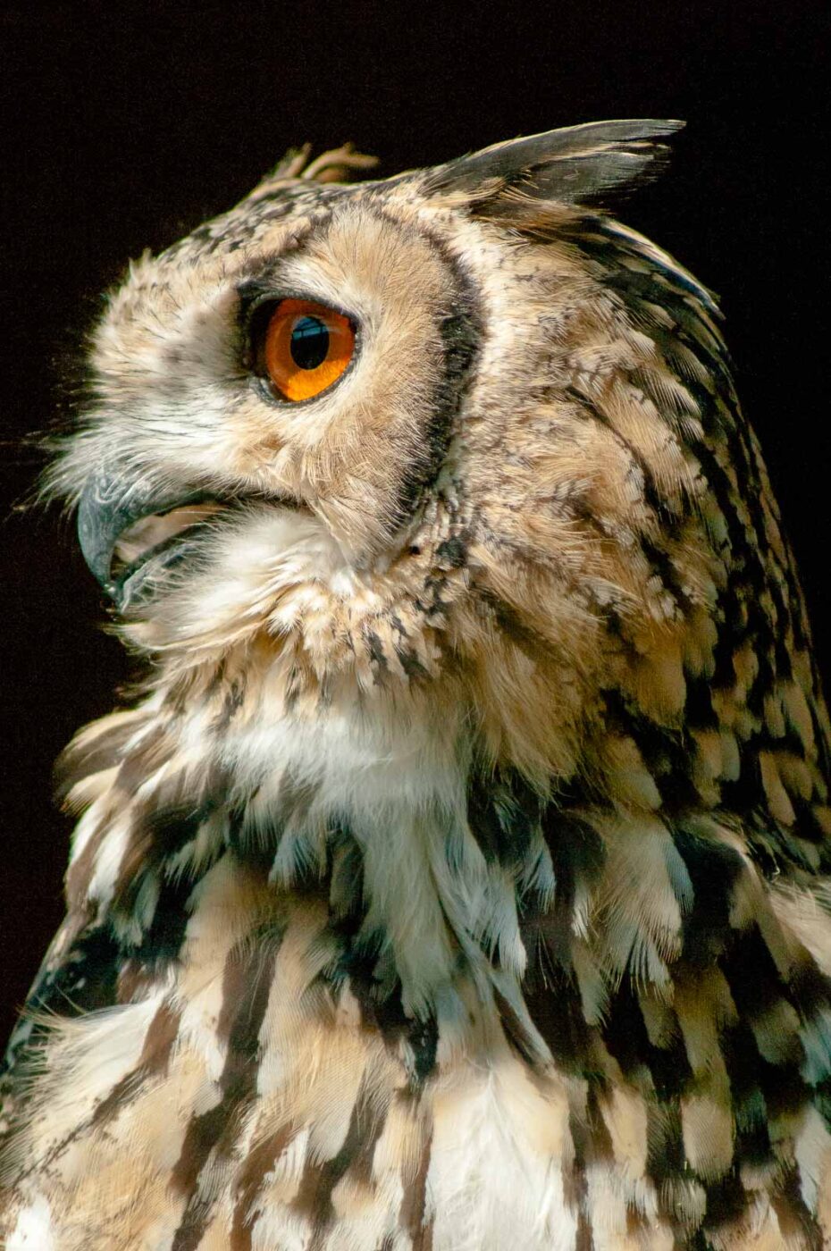 2016-09-08 - Greifvogelwarte Berlebeck