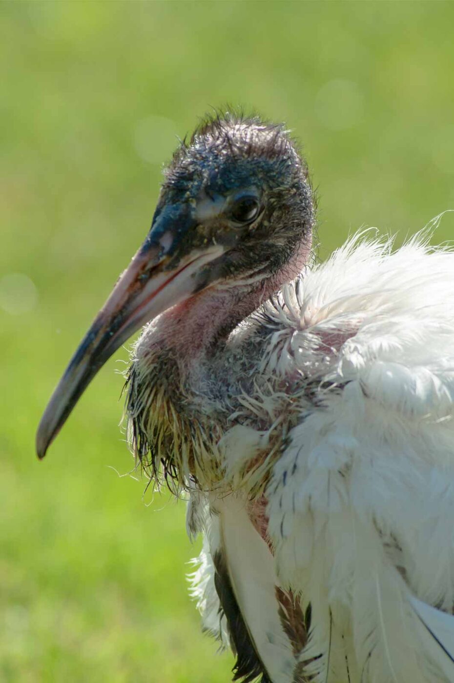 2016-09-08 - Greifvogelwarte Berlebeck