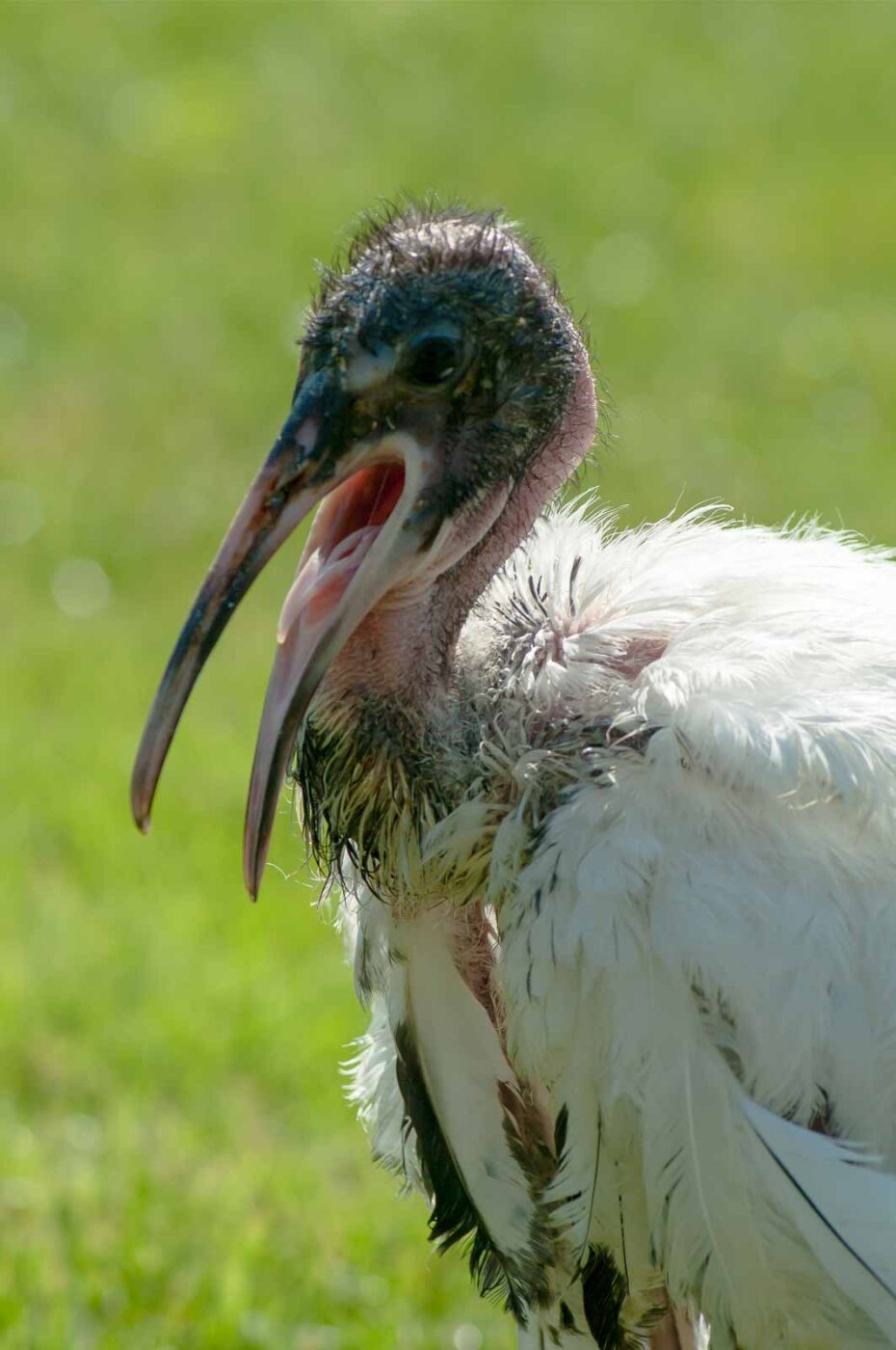 2016-09-08 - Greifvogelwarte Berlebeck