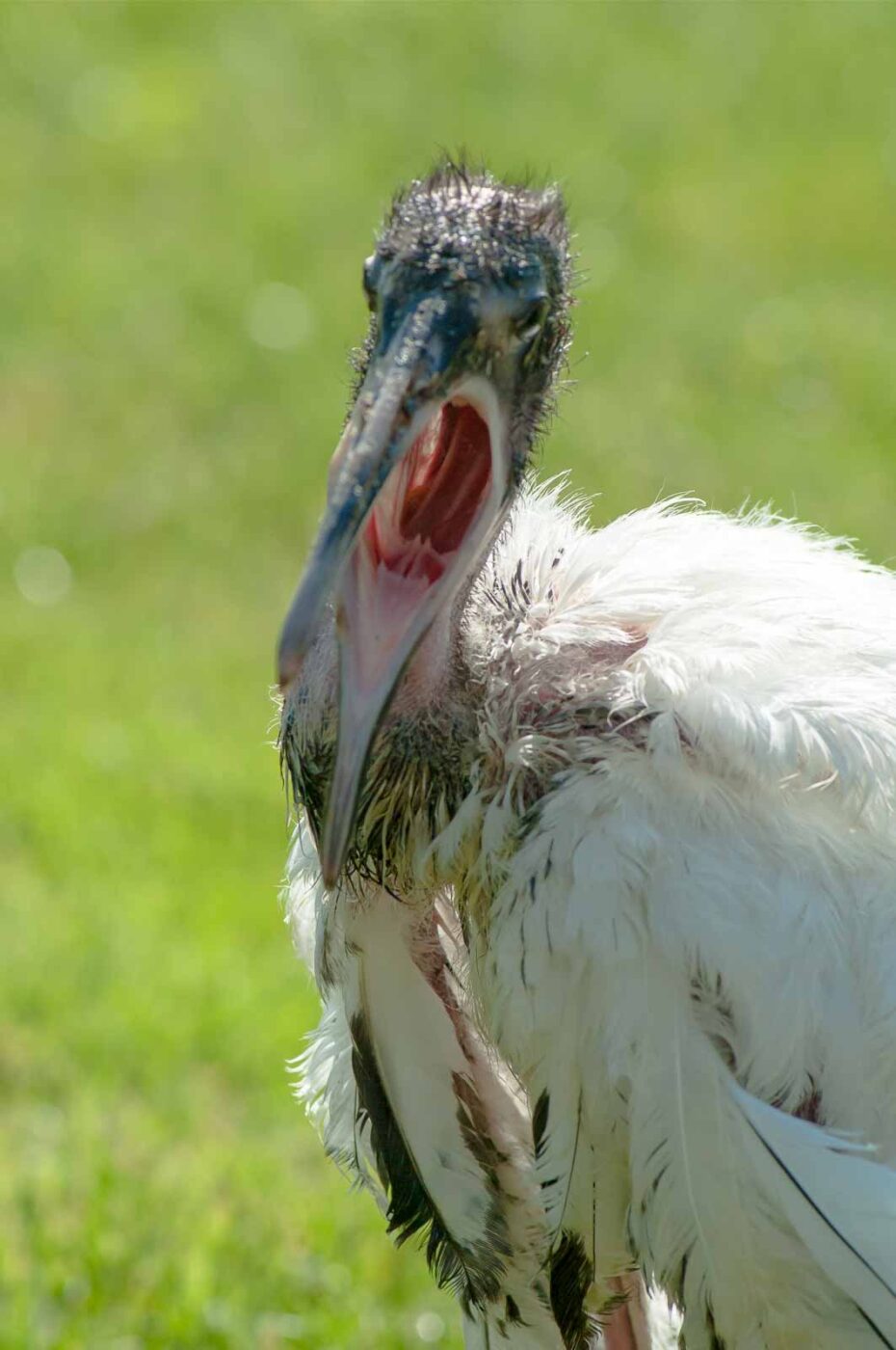 2016-09-08 - Greifvogelwarte Berlebeck