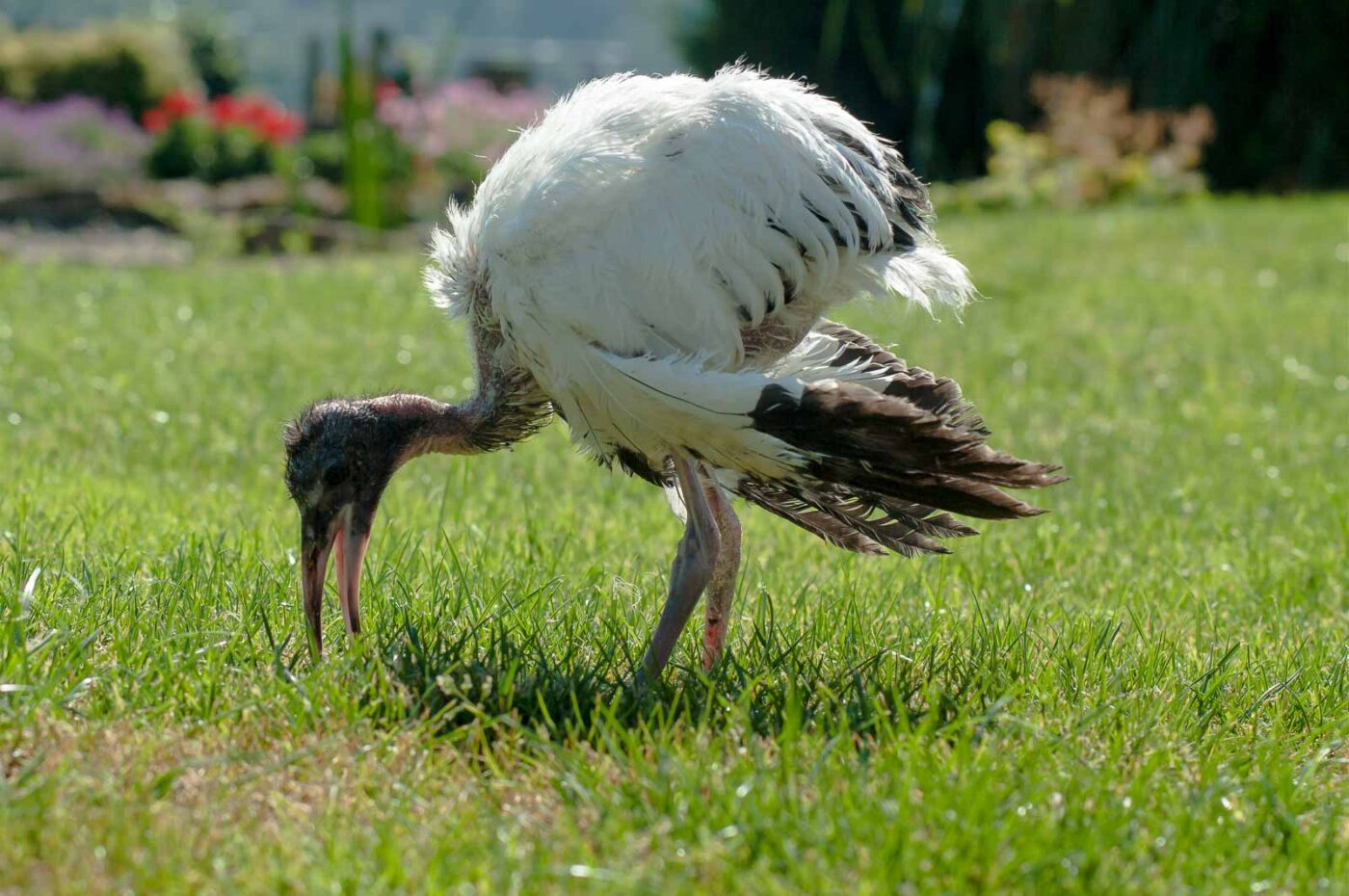 2016-09-08 - Greifvogelwarte Berlebeck