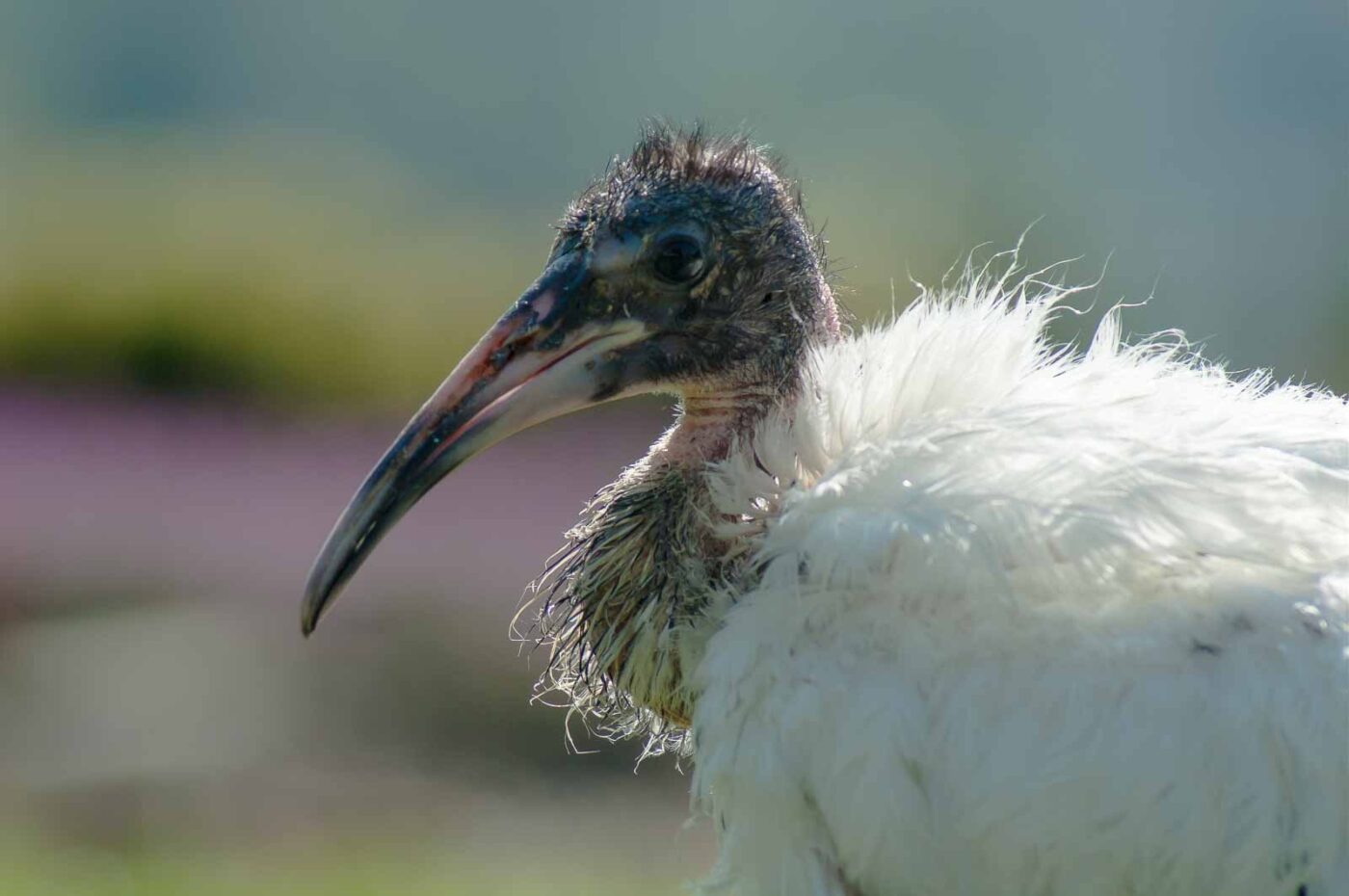 2016-09-08 - Greifvogelwarte Berlebeck