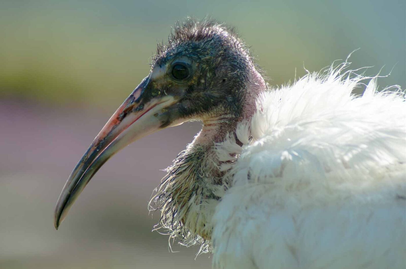 2016-09-08 - Greifvogelwarte Berlebeck
