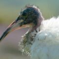 2016-09-08 - Greifvogelwarte Berlebeck