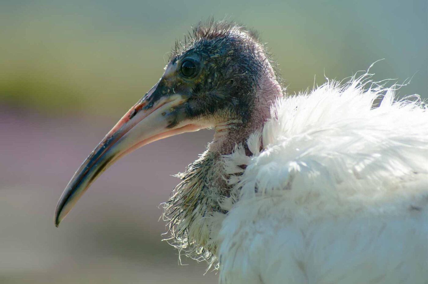 2016-09-08 - Greifvogelwarte Berlebeck