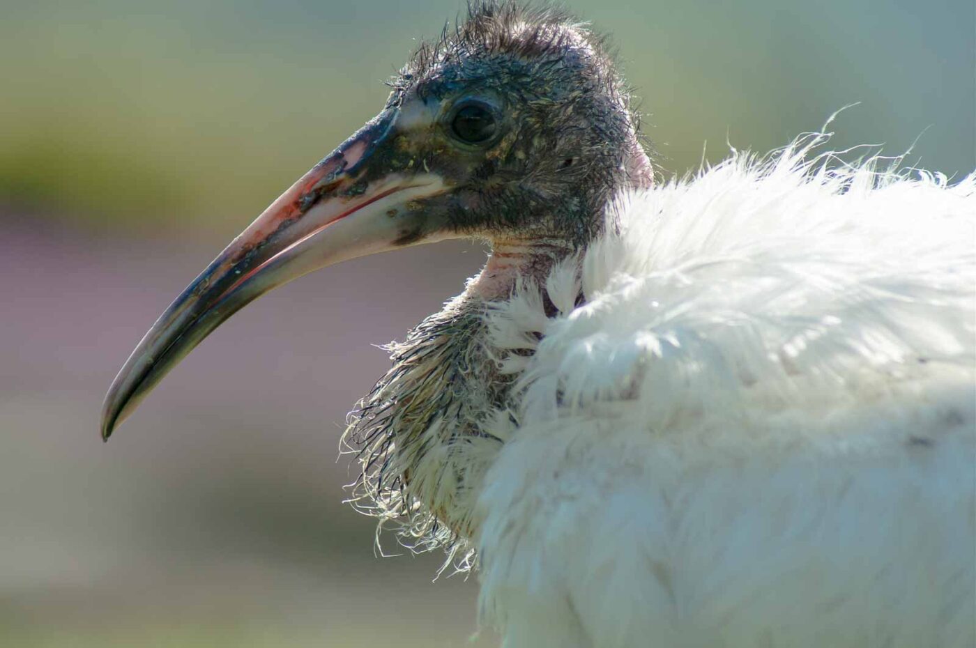 2016-09-08 - Greifvogelwarte Berlebeck