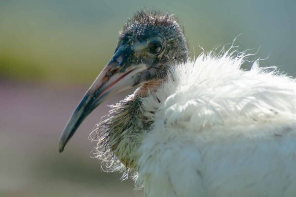 2016-09-08 - Greifvogelwarte Berlebeck