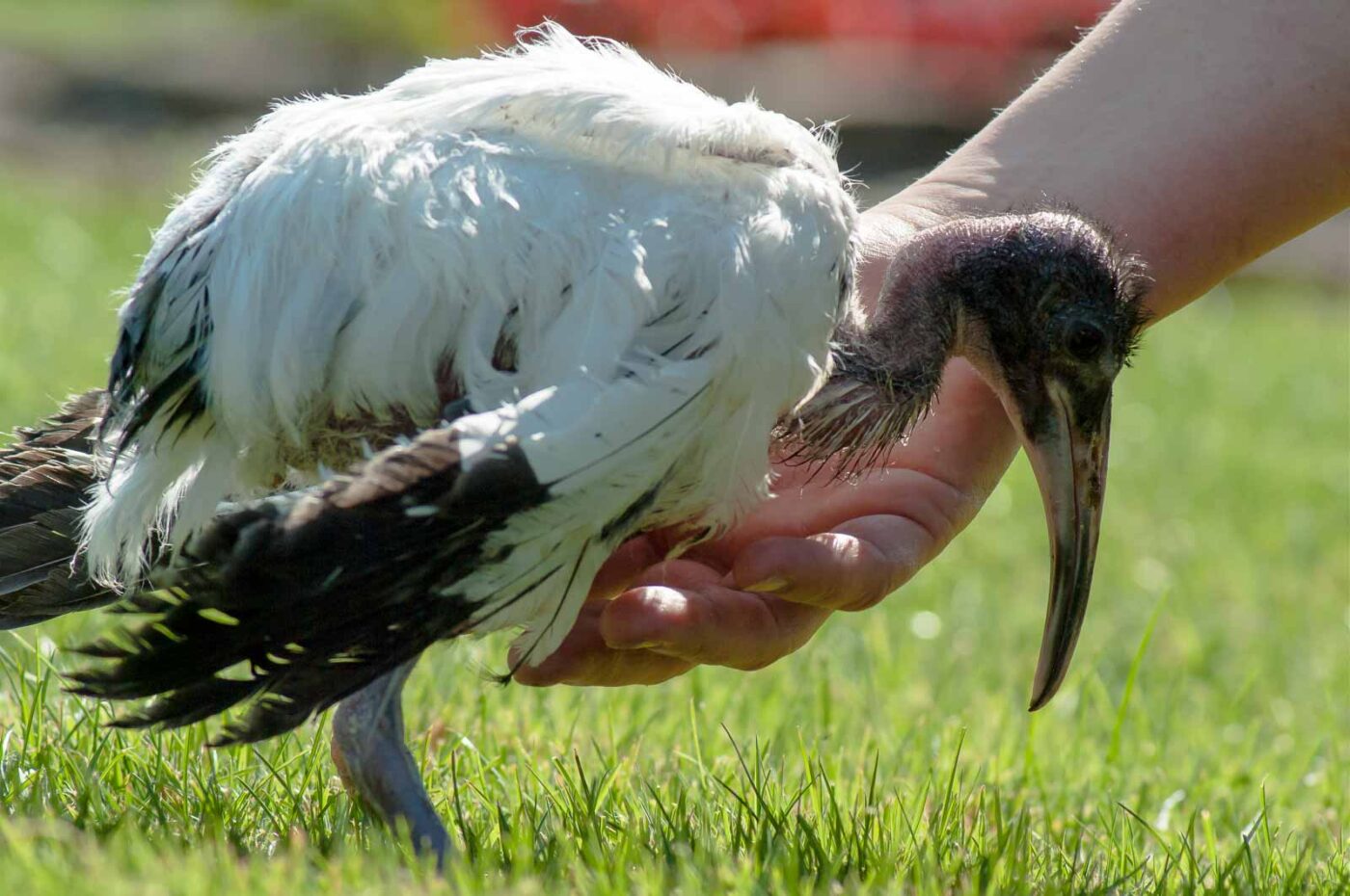 2016-09-08 - Greifvogelwarte Berlebeck