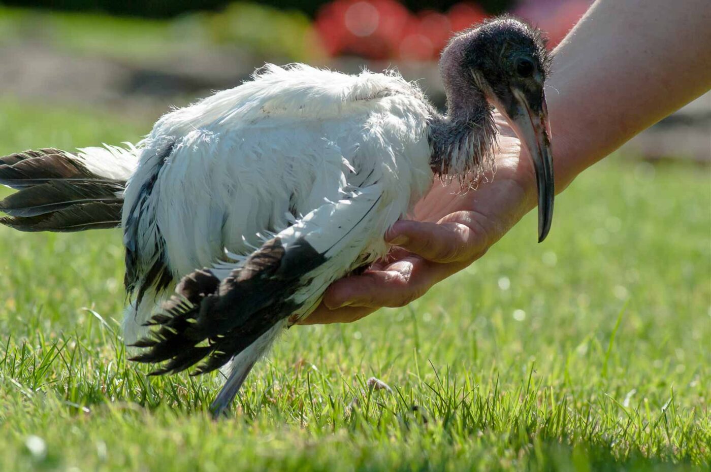 2016-09-08 - Greifvogelwarte Berlebeck