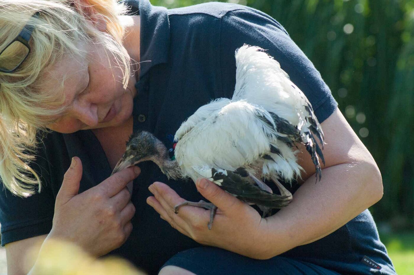 2016-09-08 - Greifvogelwarte Berlebeck