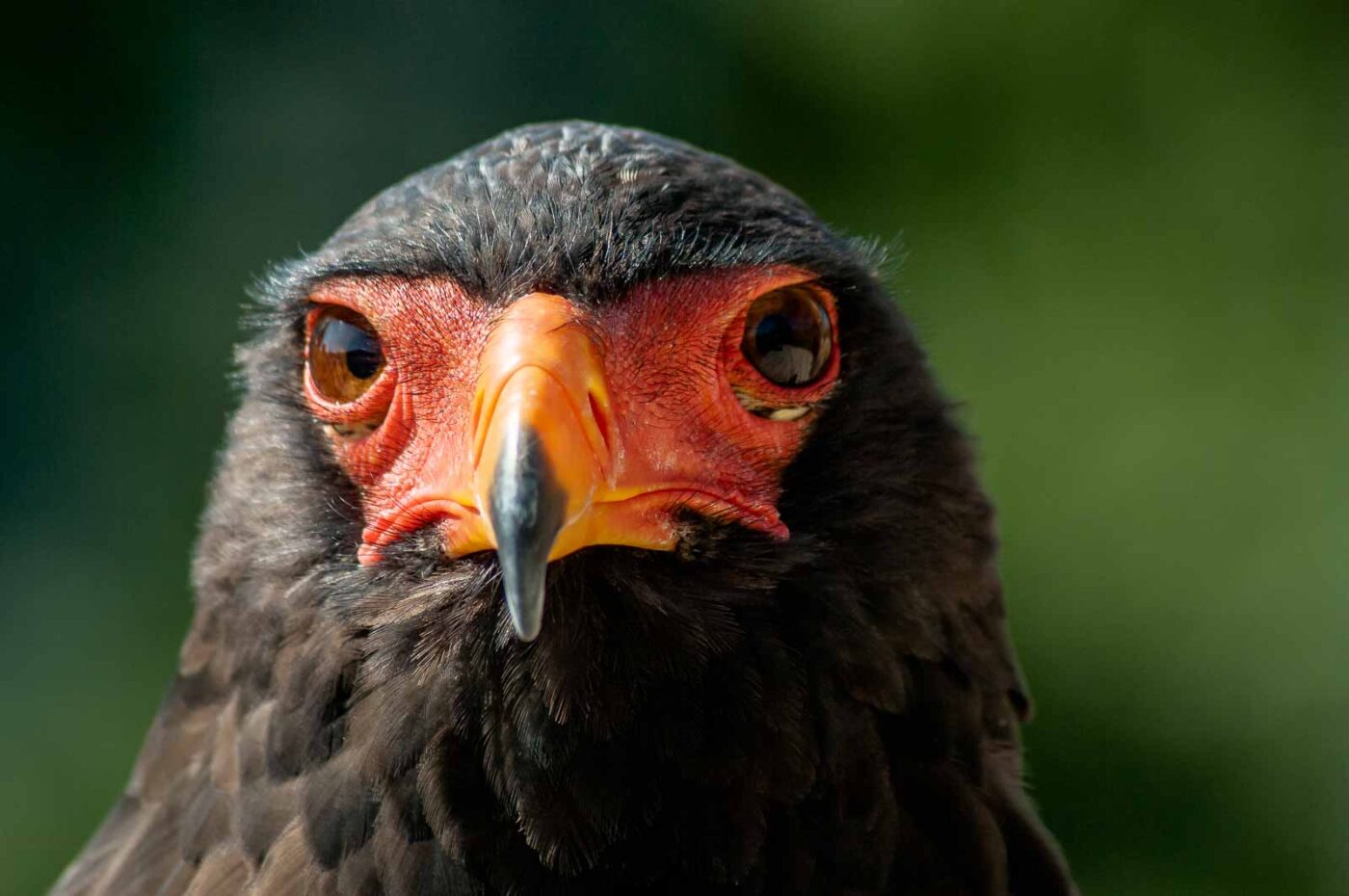 2016-09-08 - Greifvogelwarte Berlebeck