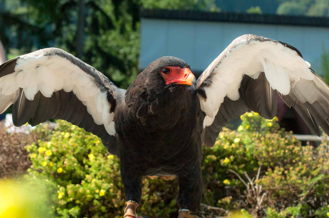2016-09-08 - Greifvogelwarte Berlebeck