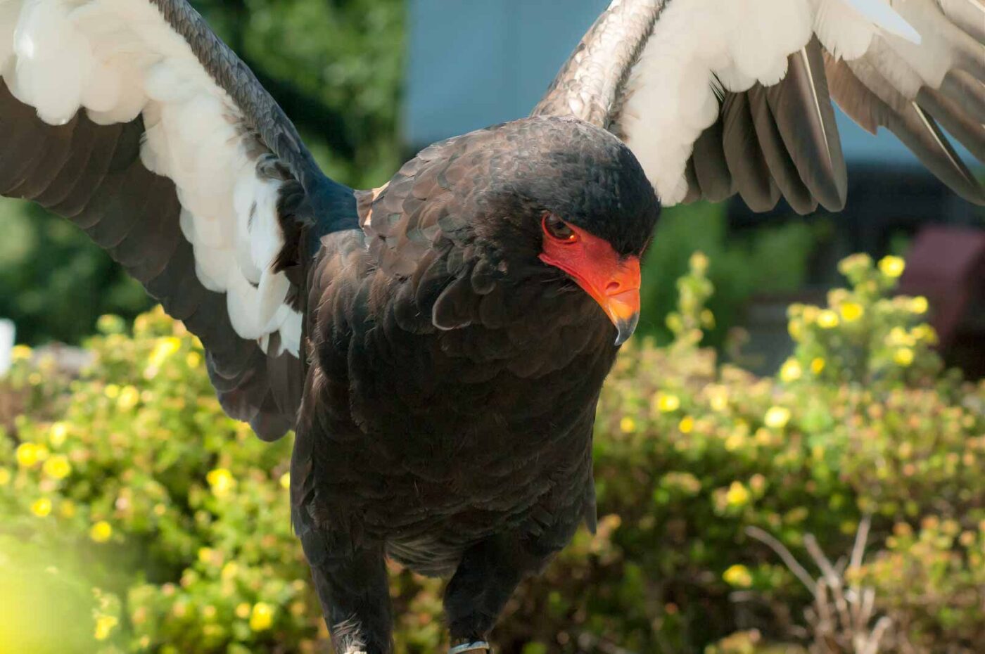 2016-09-08 - Greifvogelwarte Berlebeck