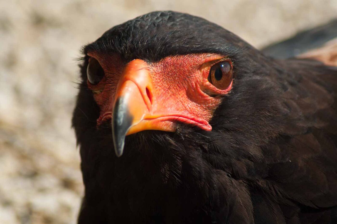 2016-09-08 - Greifvogelwarte Berlebeck