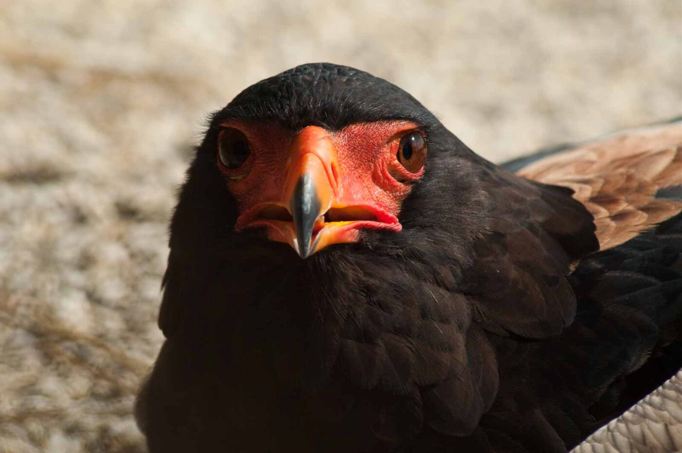 2016-09-08 - Greifvogelwarte Berlebeck