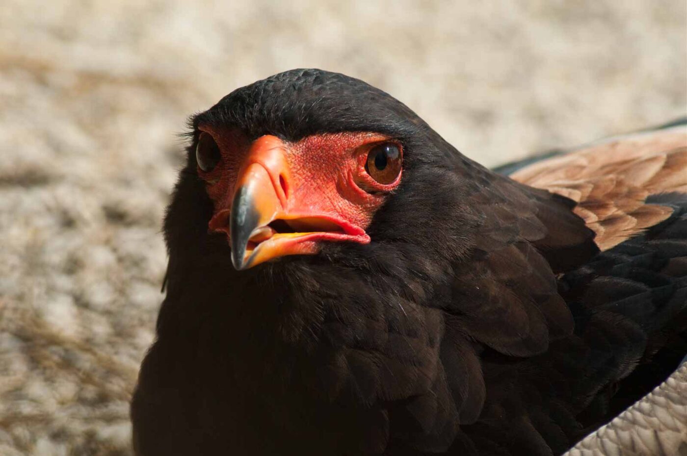 2016-09-08 - Greifvogelwarte Berlebeck