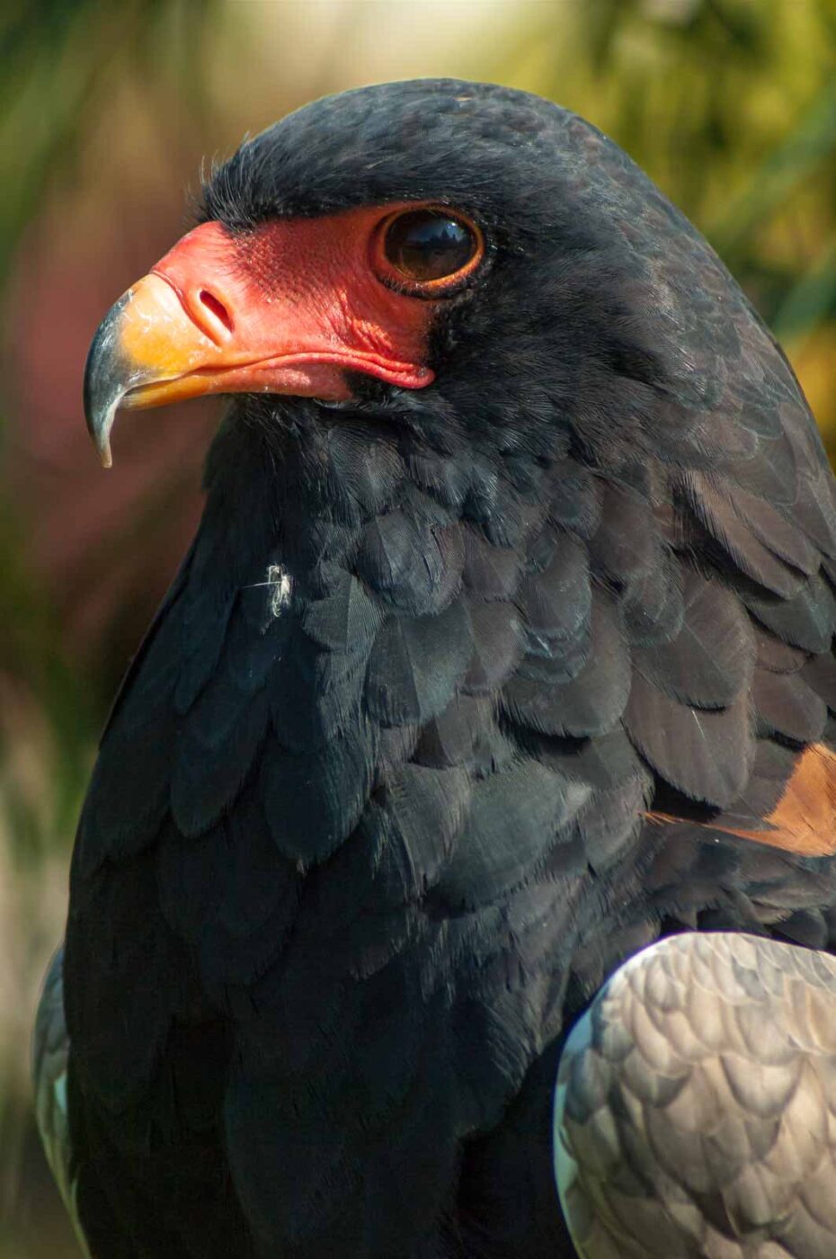 2016-09-08 - Greifvogelwarte Berlebeck