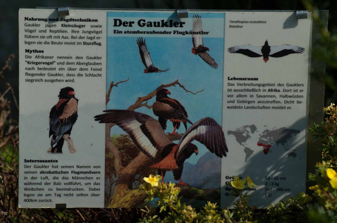 2016-09-08 - Greifvogelwarte Berlebeck