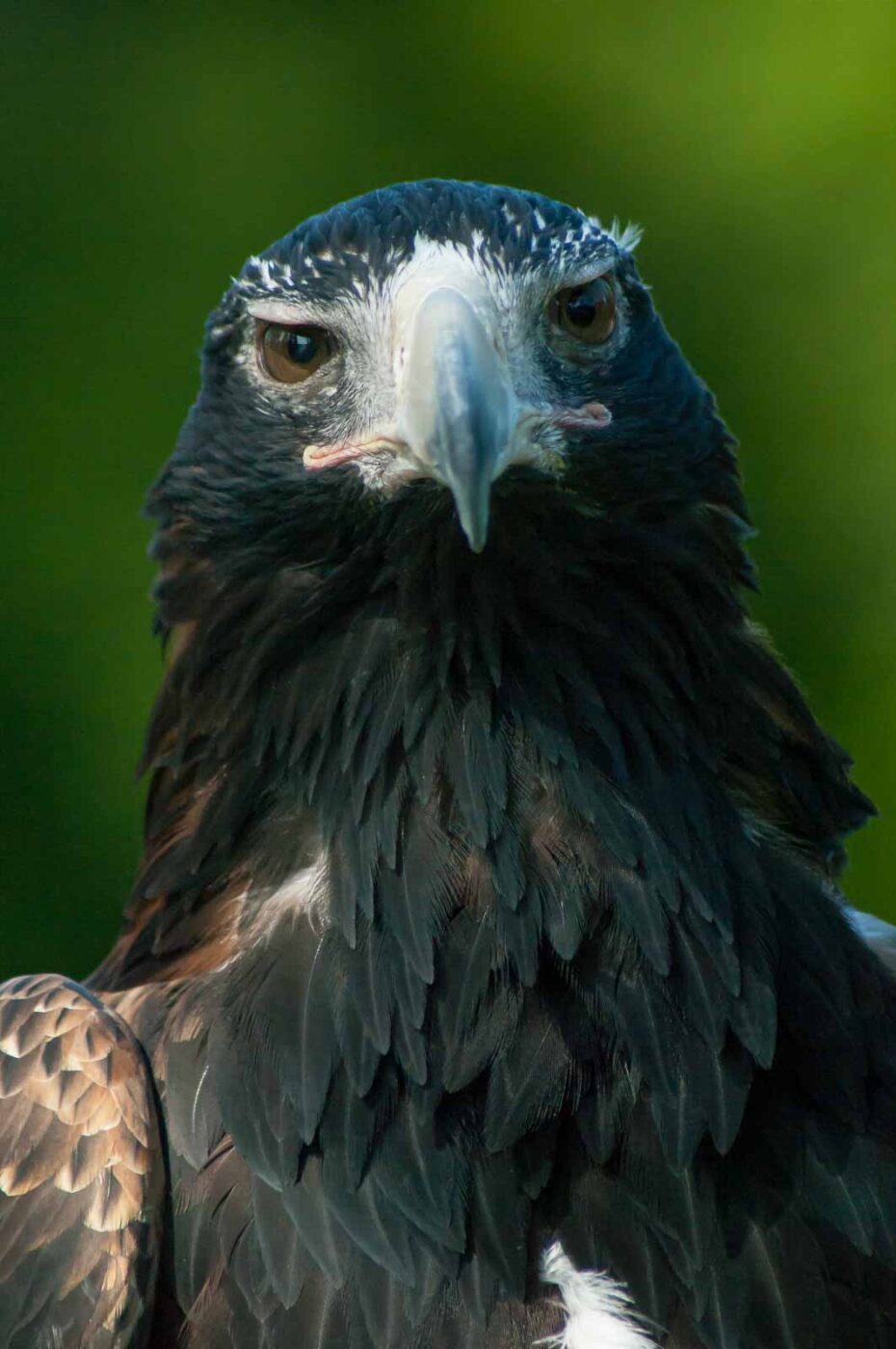2016-09-08 - Greifvogelwarte Berlebeck