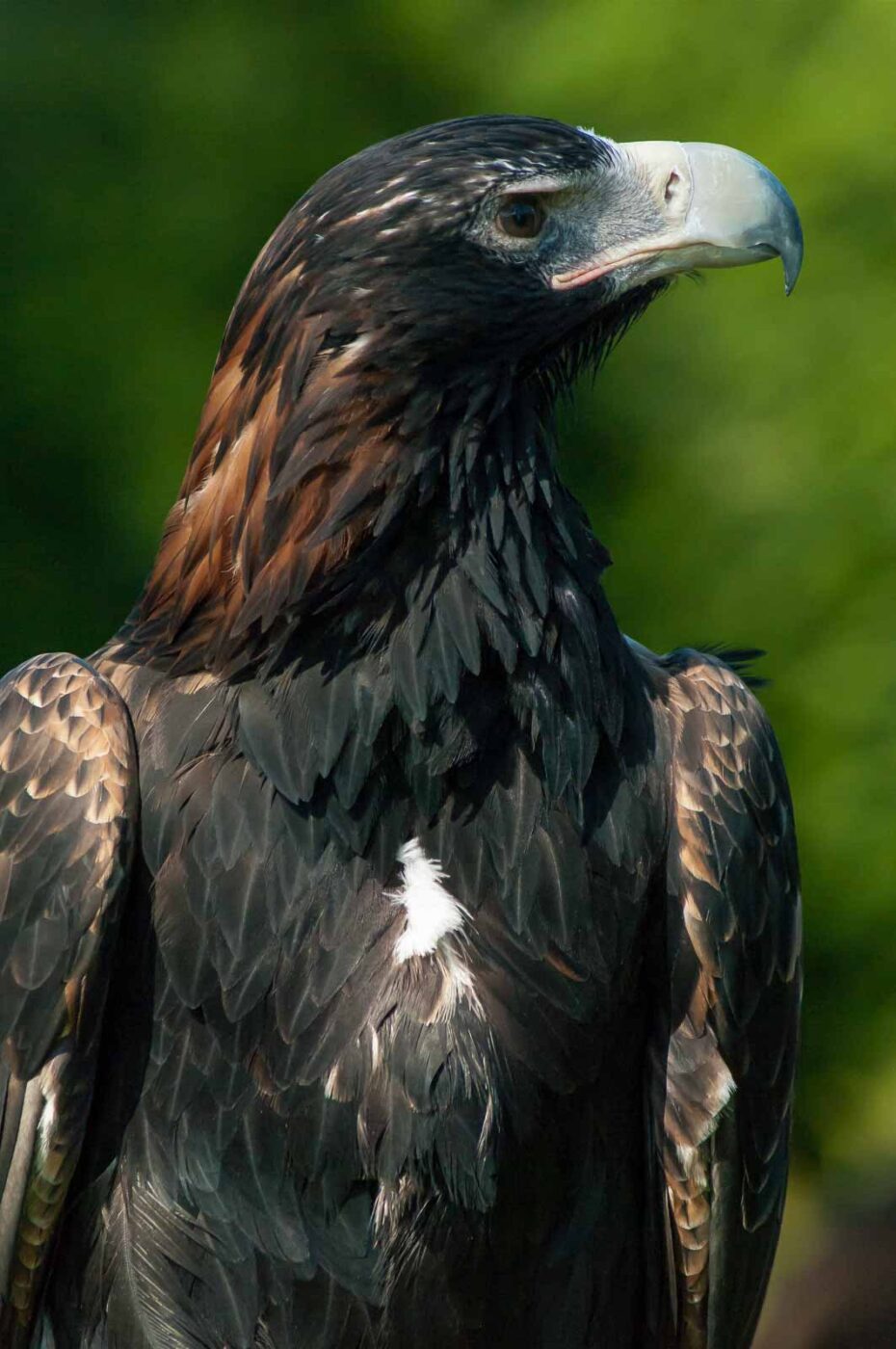 2016-09-08 - Greifvogelwarte Berlebeck