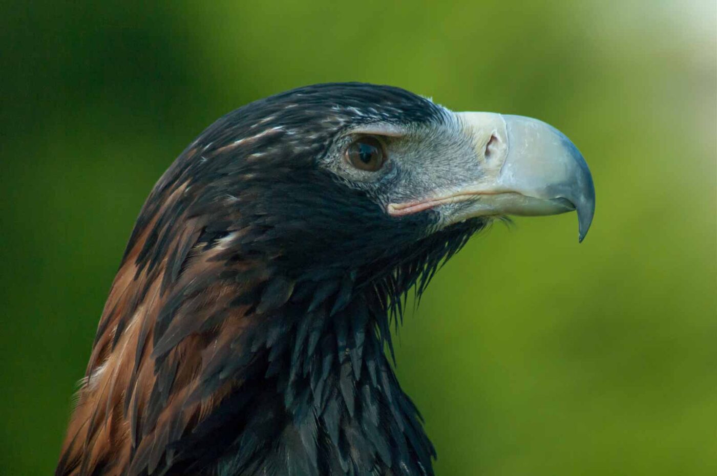2016-09-08 - Greifvogelwarte Berlebeck