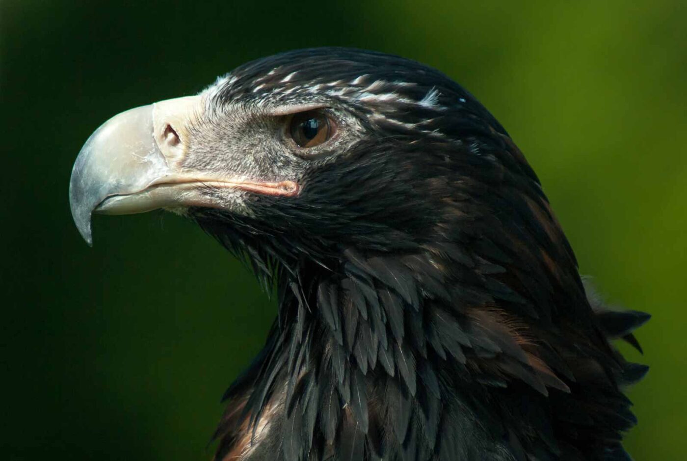 2016-09-08 - Greifvogelwarte Berlebeck