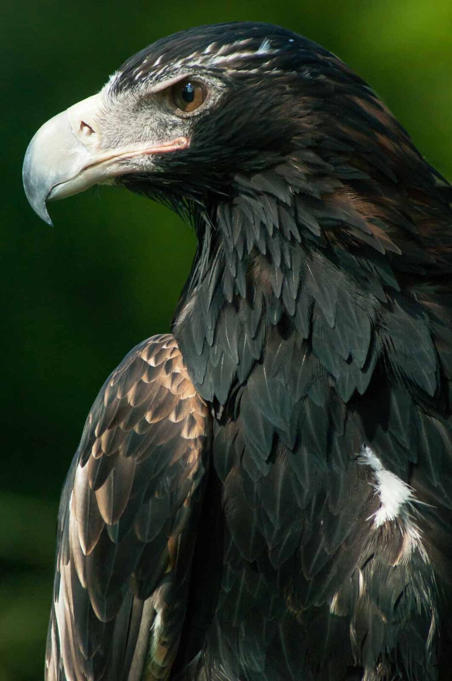 2016-09-08 - Greifvogelwarte Berlebeck