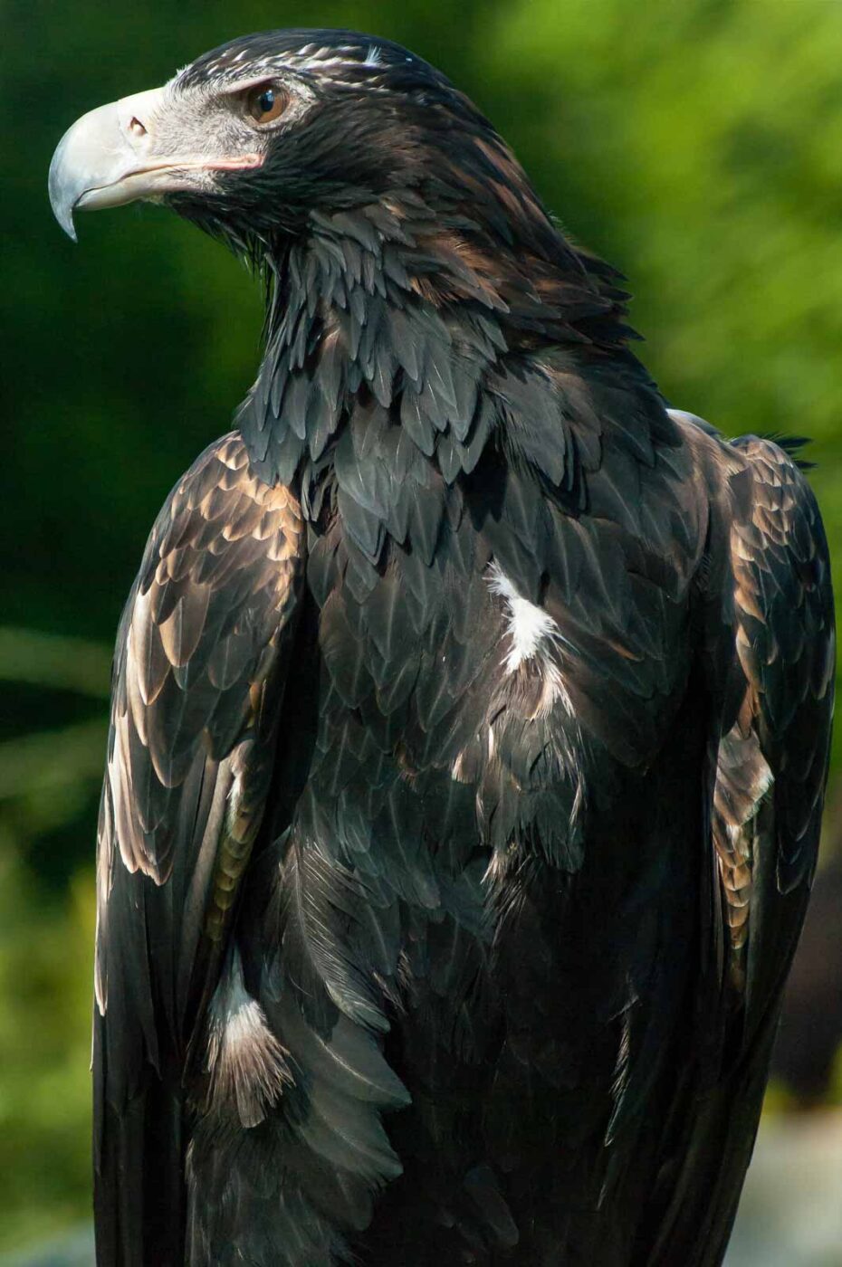 2016-09-08 - Greifvogelwarte Berlebeck