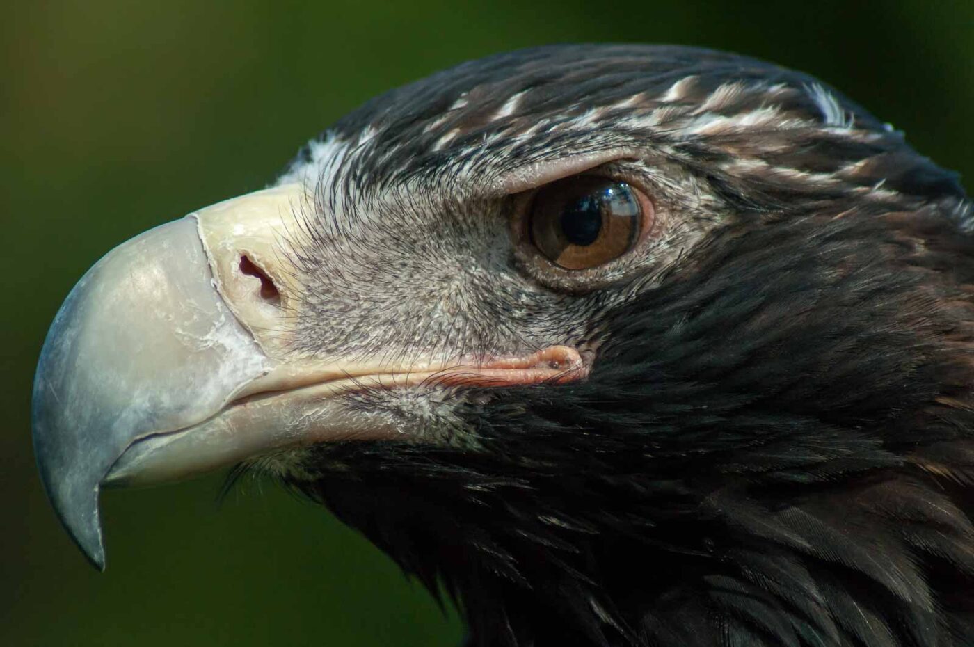 2016-09-08 - Greifvogelwarte Berlebeck