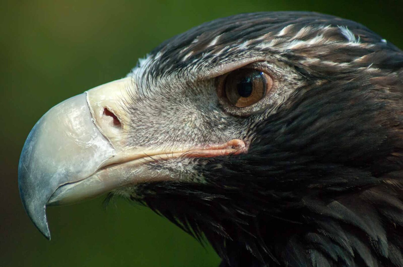 2016-09-08 - Greifvogelwarte Berlebeck